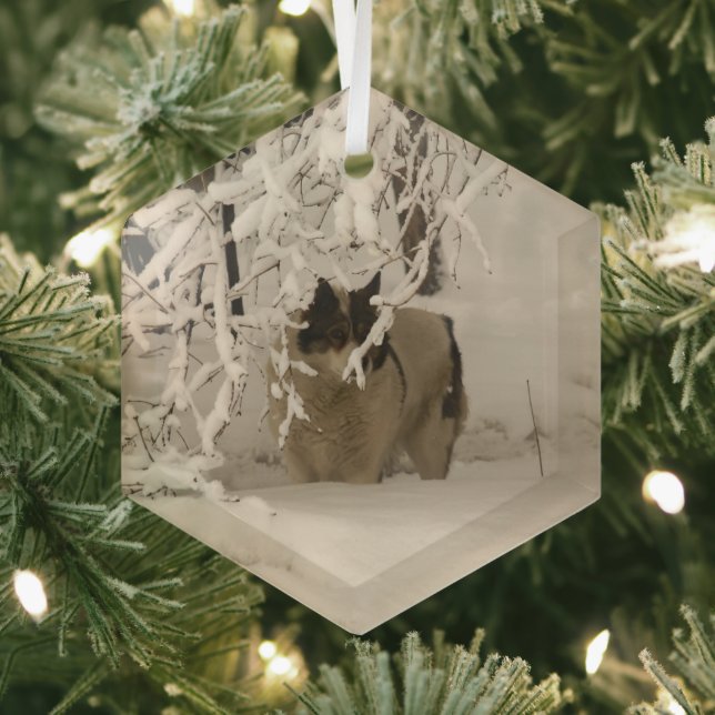 Dog in winter glass ornament (Insitu)