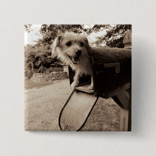 Dog Inside a Mailbox Pinback Button