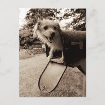 Dog Inside A Mailbox Postcard by wildapple at Zazzle
