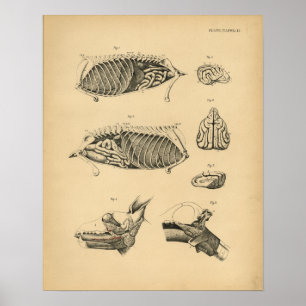 Dog Internal Organ Anatomy 1908 Vintage Print