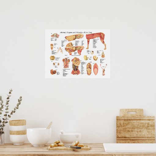 Dog Internal Organ Anatomy Poster Chart | Zazzle