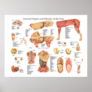 Veterinary Posters | Zazzle