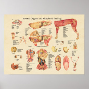 Dog Internal Organ Anatomy Wall Chart
