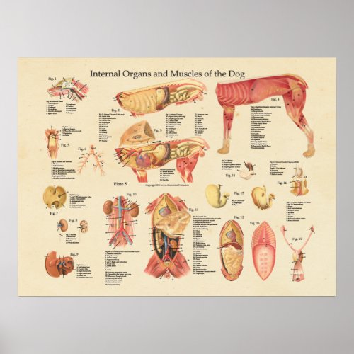 Dog Internal Organ Anatomy Wall Chart