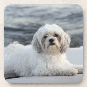 Dog laying by the water coaster