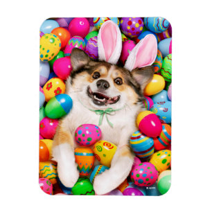 Dog Laying on Easter Eggs Magnet