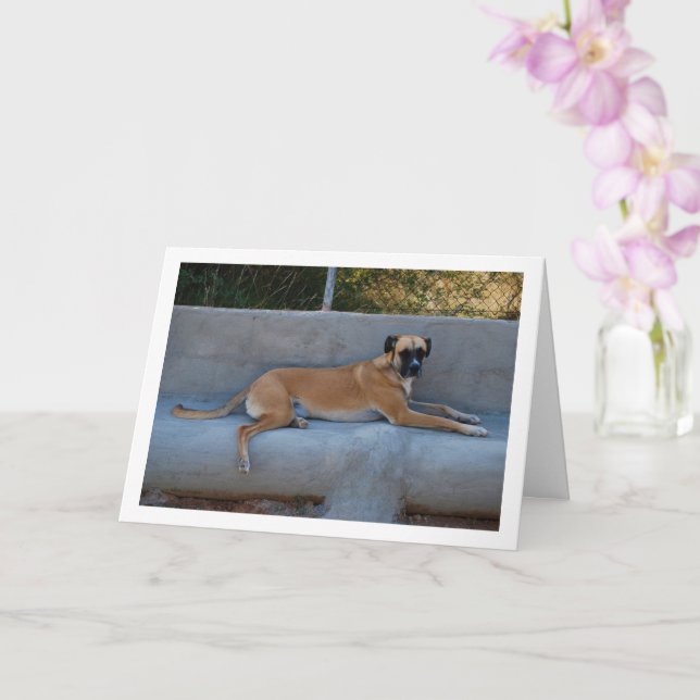 Dog Laying Portrait Card (Orchid)