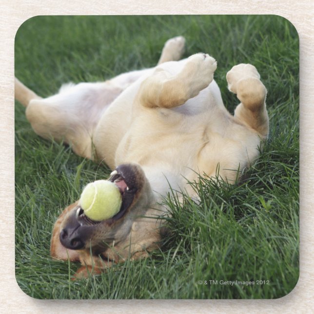 Dog laying upside down in grass with tennis ball coaster (Front)
