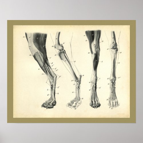 Dog Leg Bones Muscle Veterinary Anatomy Print