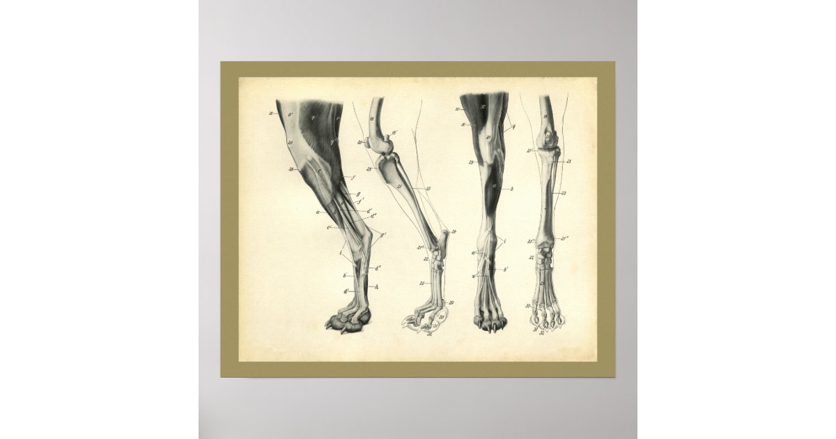 Dog Leg Bones Muscle Veterinary Anatomy Print | Zazzle.com