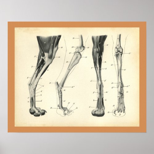 Dog Leg Bones Muscle Veterinary Anatomy Print