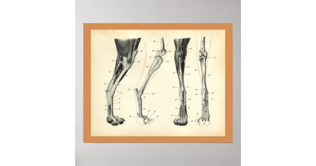 Dog Leg Bones Muscle Veterinary Anatomy Print | Zazzle.com