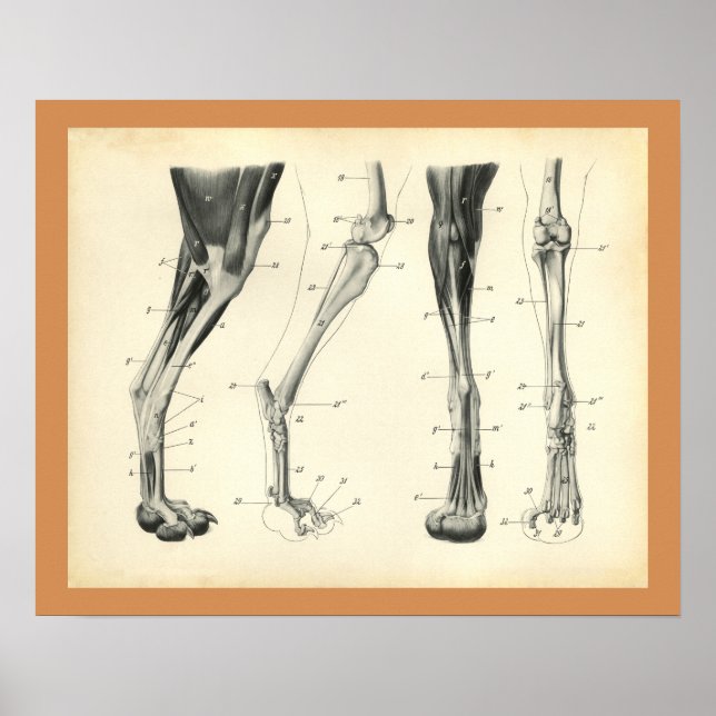 Dog Leg Bones Muscle Veterinary Anatomy Print (Front)