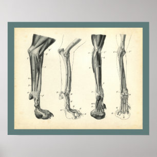 Dog Leg Bones Muscles Veterinary Anatomy Print