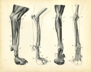 Dog Foot Anatomy