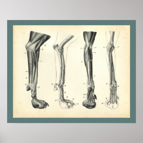 Dog Leg Bones Muscles Veterinary Anatomy Print