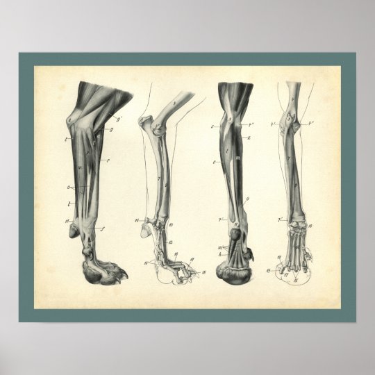 Canine Leg Anatomy - Anatomy Diagram Book