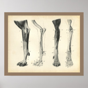 Bones Of The Foot Posters & Prints | Zazzle