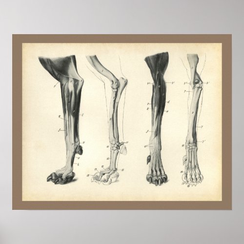 Dog Leg Bones Muscles Veterinary Anatomy Print