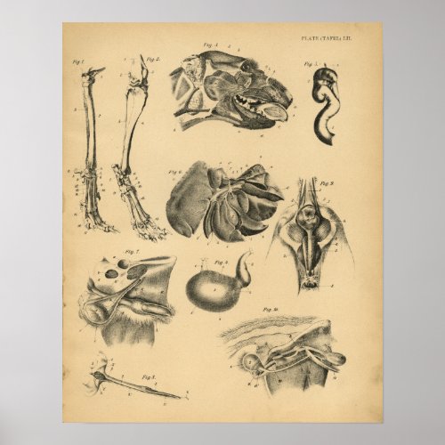 Dog Leg Head Anatomy 1908 Vintage Print