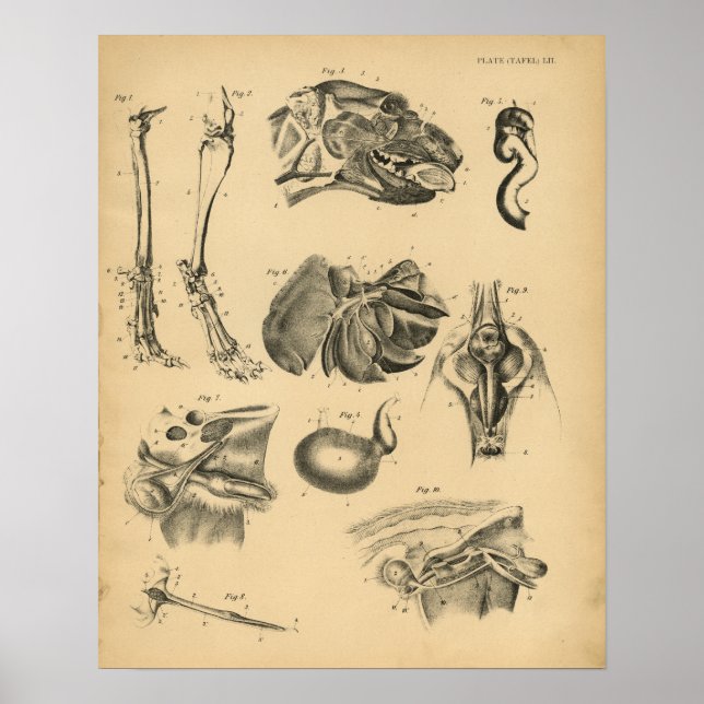 Dog Leg Head Anatomy 1908 Vintage Print (Front)