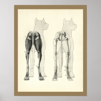 Dog Leg Skeleton Muscle Anatomy Print by AcupunctureProducts at Zazzle