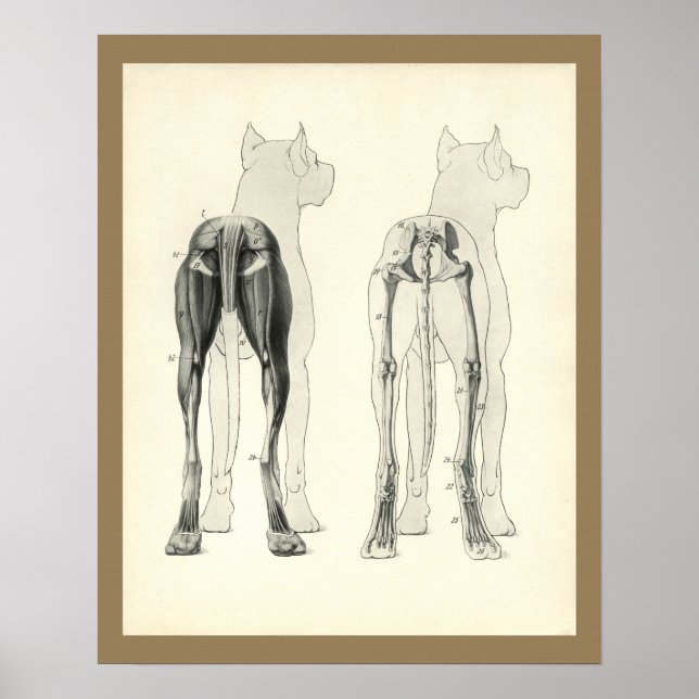 Dog Leg Skeleton Muscle Anatomy Print (Front)