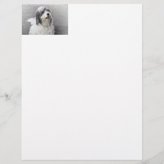 Dog Letterhead (Front)