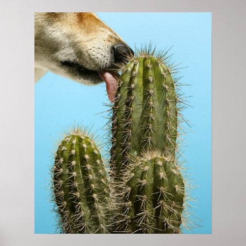 Dog licking cactus close_up poster