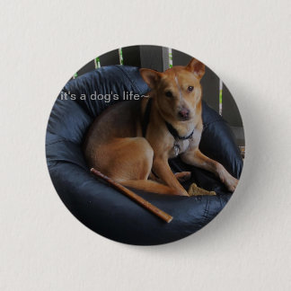 Dog life pinback button
