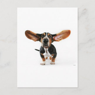 Dog long ears postcard