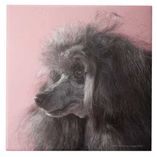 Dog looking away ceramic tile (Front)