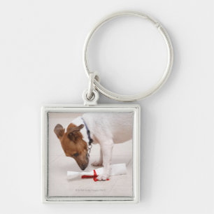 Dog looking down a diploma keychain