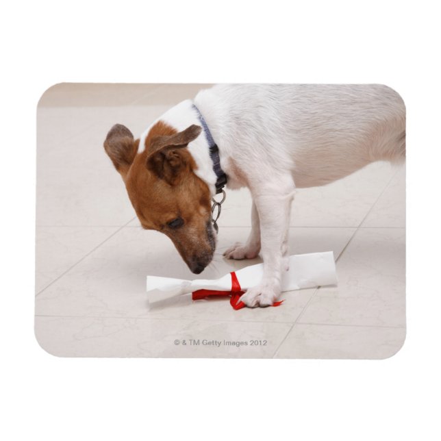 Dog looking down a diploma magnet (Horizontal)