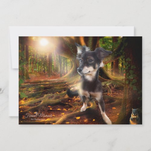 Dog Looking For Squirrel Photograph Holiday Card