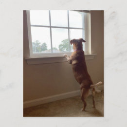Dog Looking Out the Window Postcard