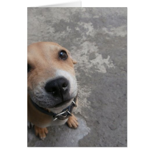 Dog looking SUPER cute!!! Cards (Front)