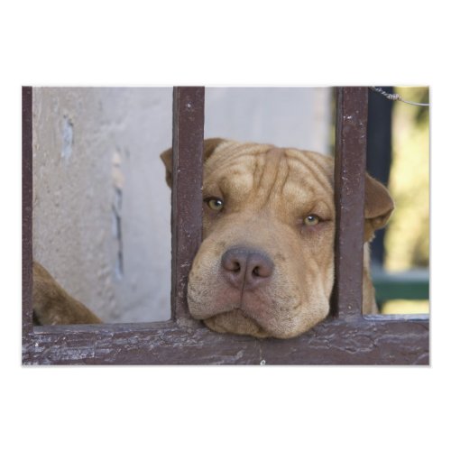 Dog looking through a gate Valparaiso Photo Print
