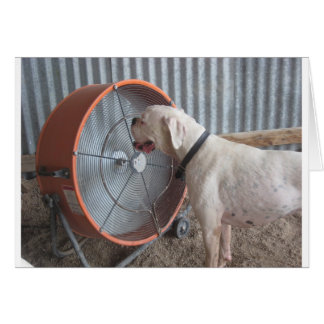 Dog- Loving the Breeze Cards