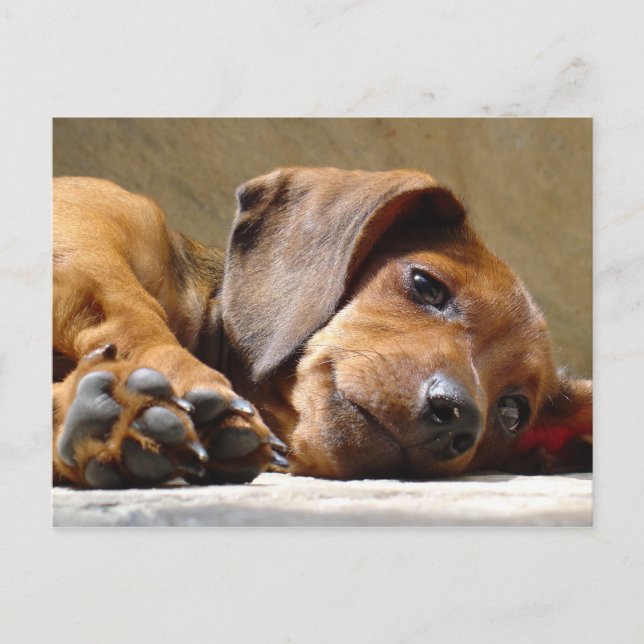 Dog missing you postcard (Front)