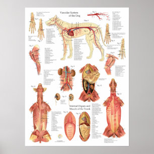 Dog Muscles Arteries Anatomy Chart