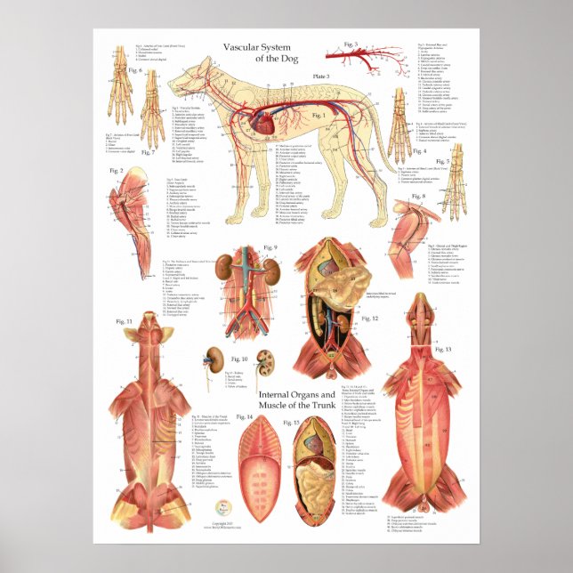 Dog Muscles Arteries Anatomy Chart (Front)