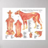 Dog Anatomy Area Rug