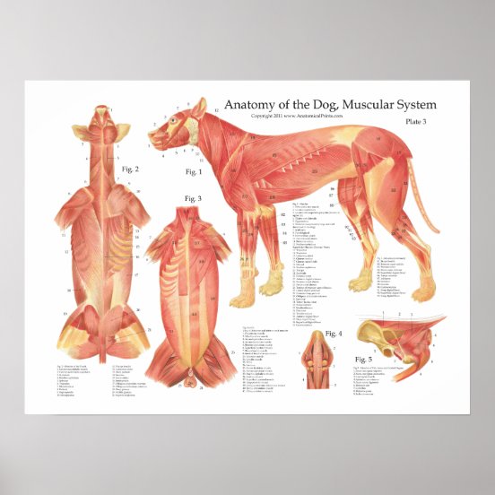 Dog Anatomy Art & Wall Décor | Zazzle