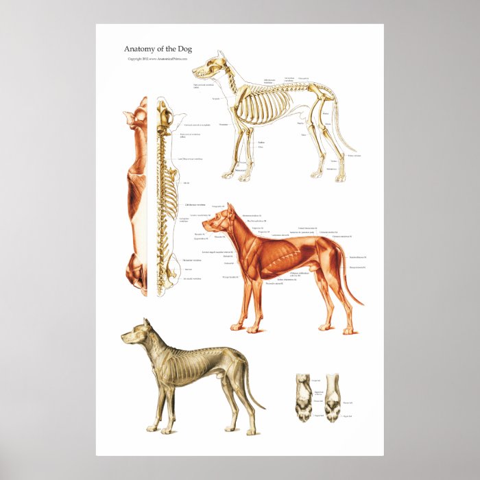 Dog Muscular and Skeletal Anatomy Poster