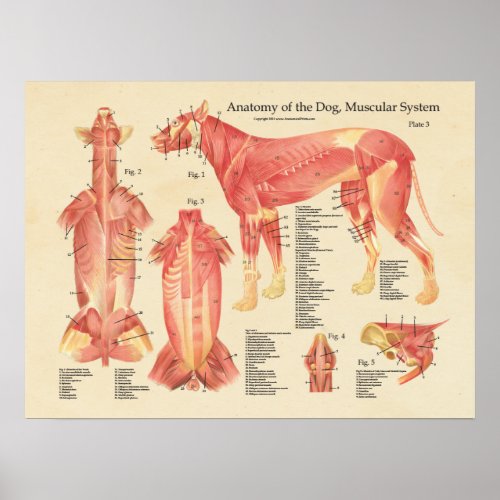 Dog Muscular System Anatomy Chart