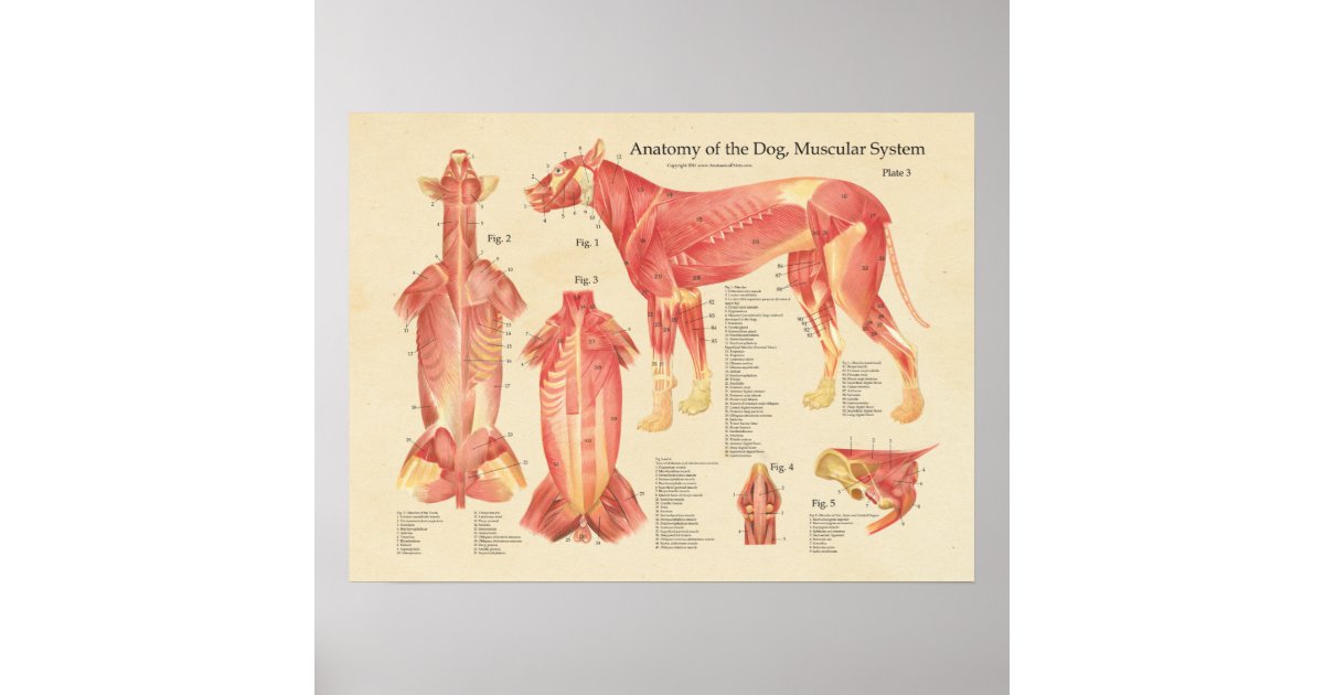 Dog Muscular System Anatomy Chart | Zazzle