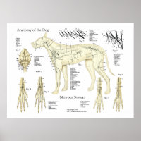 Dog Nervous System Anatomy Poster Chart