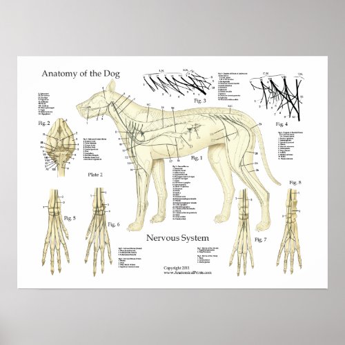 Dog Nervous System Anatomy Poster Chart