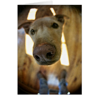 Dog Nose Customizable Card